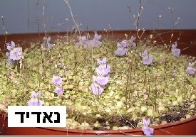 נאדיד